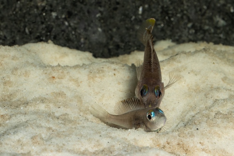 Lamprologus laparogramma 'Namansi'